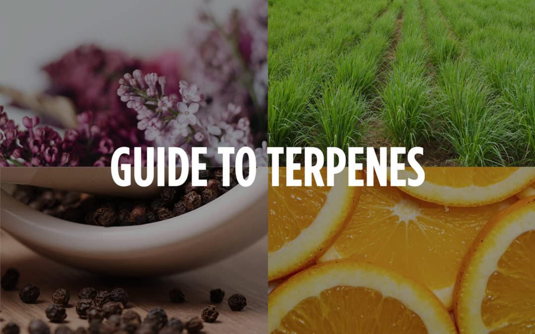 Know Your Terpenes: Introduction