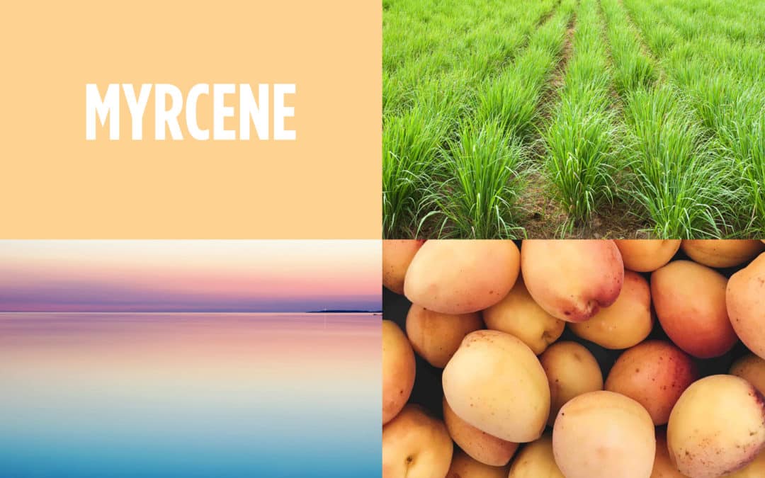 The Farmacy Berkeley Guide to Terpenes — Myrcene
