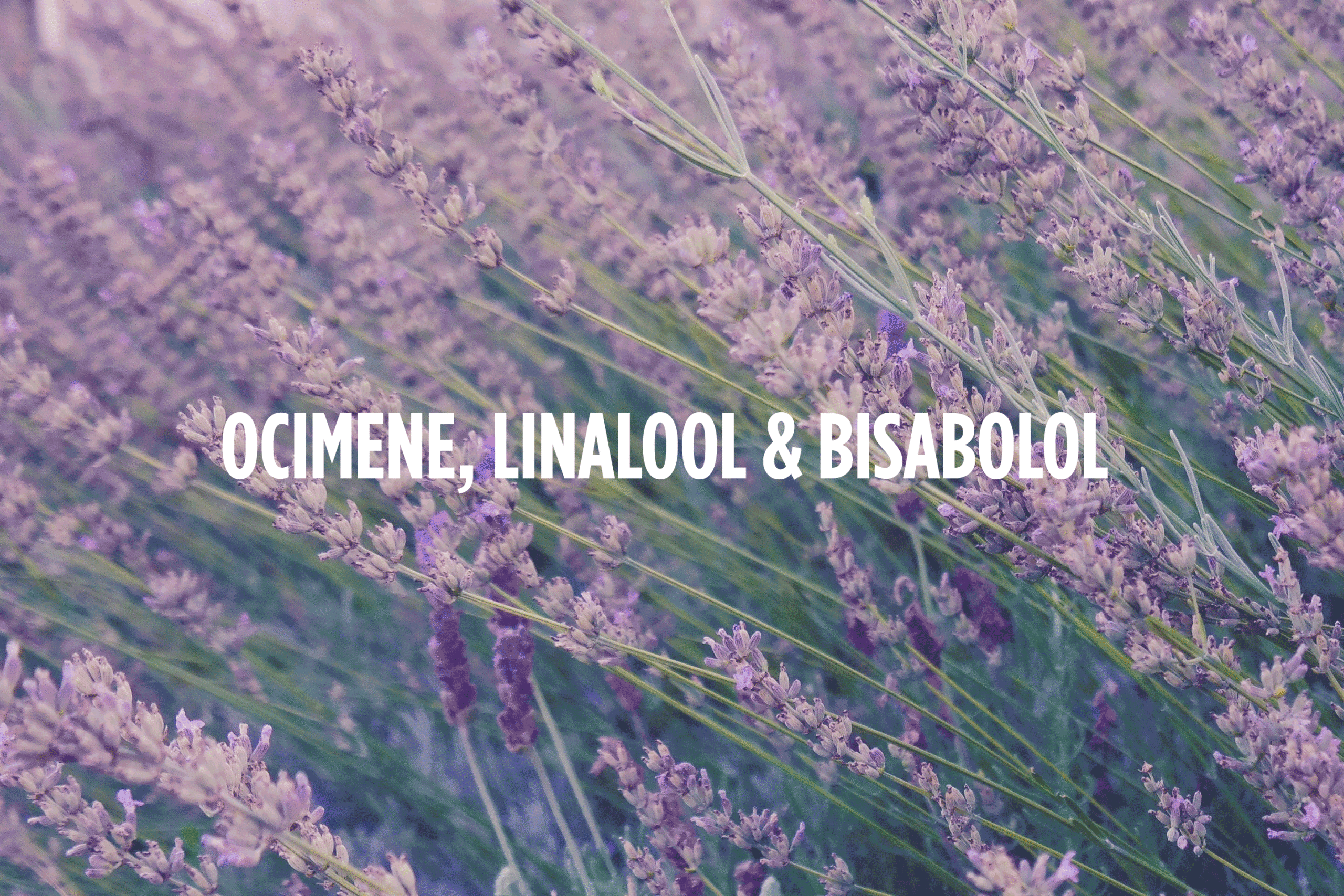 Cannabis Terpenes Cannabis Terpenes — Ocimene, Linalool, & Bisabolol